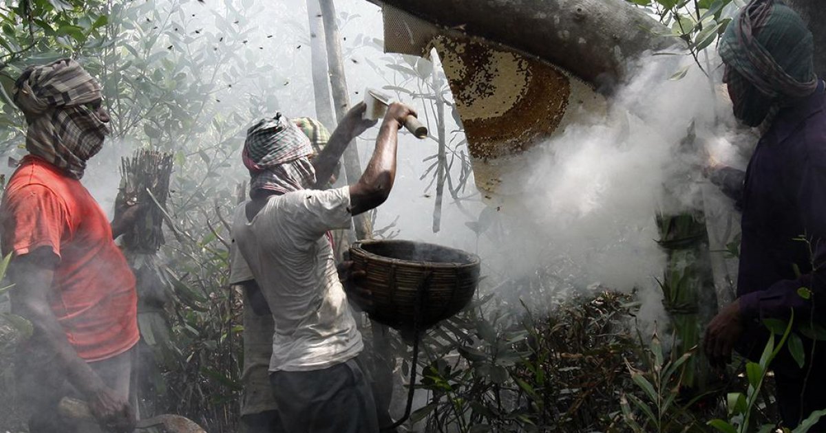 100% Pure Sundarban Honey 1Kg - 2
